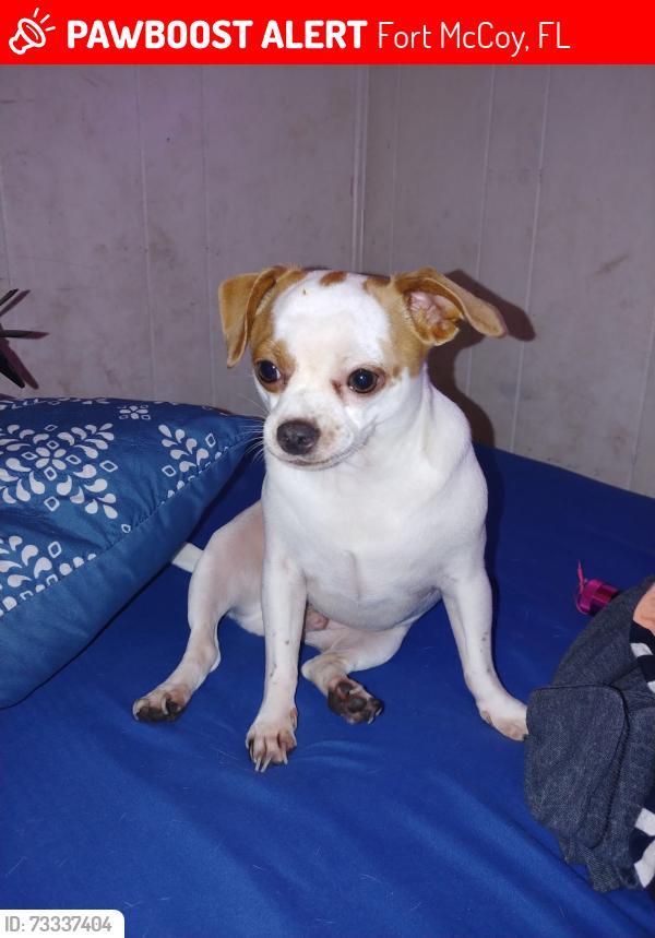 Lost Male Dog last seen Ft mccoy eureka community center, Fort McCoy, FL 32134