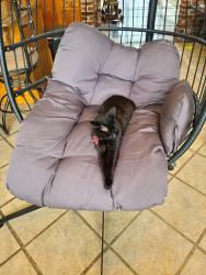 Lost Female Cat last seen Le Triomphe parkway, Broussard, LA 70518