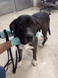 Shelter Stray Male Dog last seen Near BLOCK ARLINGTON AVE, RIVERSIDE, CA, 6851 Van Buren Boulevard, Jurupa Valley, CA 92509, USA
