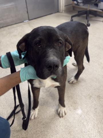 Shelter Stray Male Dog last seen Near BLOCK ARLINGTON AVE, RIVERSIDE, CA, 6851 Van Buren Boulevard, Jurupa Valley, CA 92509, USA