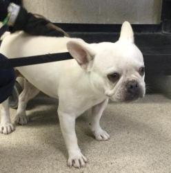 Shelter Stray Female Dog last seen Near BLOCK COCHRAN AVE, RIVERSIDE, CA, 6851 Van Buren Boulevard, Jurupa Valley, CA 92509, USA