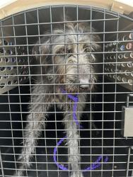 Shelter Stray Female Dog last seen DRURY LN, 31078 LA-36, Lacombe, LA 70445, USA
