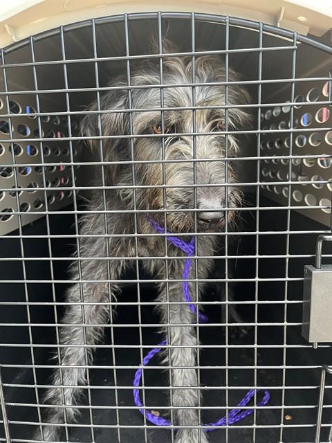 Shelter Stray Female Dog last seen DRURY LN, 31078 LA-36, Lacombe, LA 70445, USA
