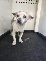 Shelter Stray Female Dog last seen Near BLK E 11TH ST,BAKERSFIELD,CA, 201 S Mt Vernon Ave, Bakersfield, CA 93307, USA