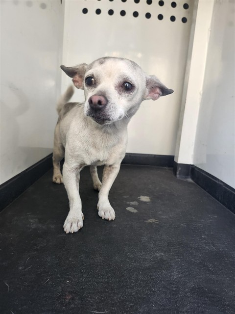 Shelter Stray Female Dog last seen Near BLK E 11TH ST,BAKERSFIELD,CA, 201 S Mt Vernon Ave, Bakersfield, CA 93307, USA