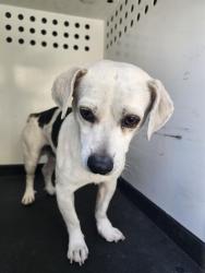 Shelter Stray Male Dog last seen Near BLK E 11TH ST,BAKERSFIELD,CA, 201 S Mt Vernon Ave, Bakersfield, CA 93307, USA
