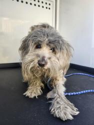 Shelter Stray Male Dog last seen Near BLK E 11TH ST,BAKERSFIELD,CA, 201 S Mt Vernon Ave, Bakersfield, CA 93307, USA