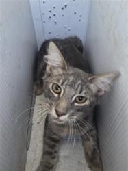 Shelter Stray Male Cat last seen Near BLK SHAVER DR, BAKERSFIELD CA, 201 S Mt Vernon Ave, Bakersfield, CA 93307, USA