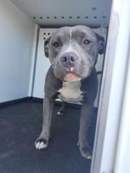 Shelter Stray Female Dog last seen Near BLK CLIFFWOOD WY,BAKERSFIELD,CA, 201 S Mt Vernon Ave, Bakersfield, CA 93307, USA