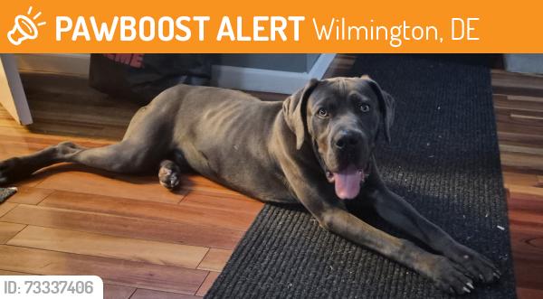 Found/Stray Male Dog last seen Newport gap pike and Clayton ave, Wilmington, DE 19808