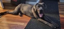 Found/Stray Male Dog last seen Newport gap pike and Clayton ave, Wilmington, DE 19808