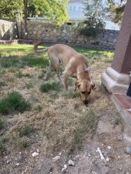 Reunited Male Dog last seen Wild Willow Dr, El Paso, TX 79922