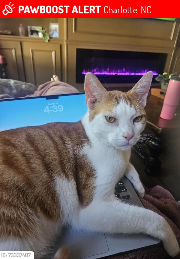 Lost Male Cat last seen Berwick Mannor House Community And Pool, Charlotte, NC 28278