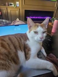 Lost Male Cat last seen Berwick Mannor House Community And Pool, Charlotte, NC 28278