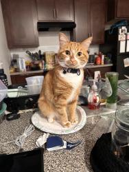 Lost Female Cat last seen 2nd street behind 7eleven, Fort Lupton, CO 80621