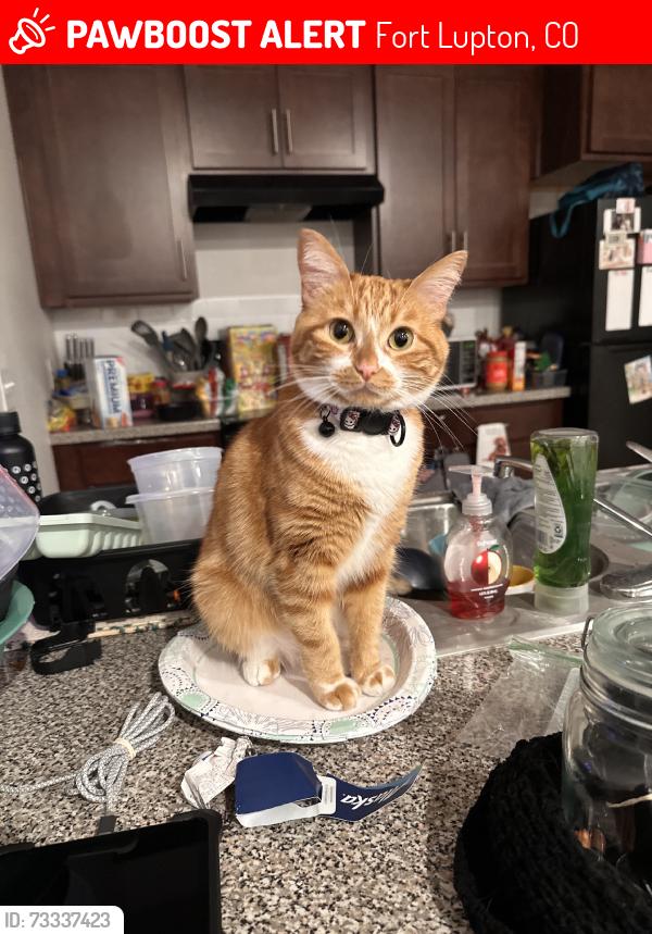 Lost Female Cat last seen 2nd street behind 7eleven, Fort Lupton, CO 80621