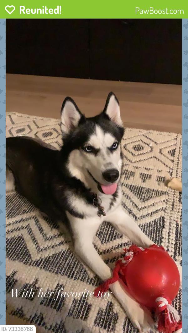 Reunited Female Dog last seen Mckellips & Horne, Mesa, AZ 85203