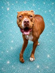 Shelter Stray Male Dog last seen Near BLOCK NORMANDY BOULEVARD, 2020 Forest St, Jacksonville, FL 32204, USA