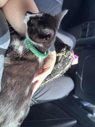 Reunited Female Cat last seen Near parkgreen Cir Anticoh Ca 94531, Antioch, CA 94531