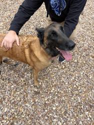 Reunited Female Dog last seen Wishing Well and Gallop Rd, Bend, OR 97701