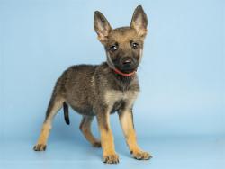 Shelter Stray Female Dog last seen A26-105988, 5501 E Van Buren St, Phoenix, AZ 85008, USA