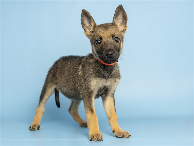 Shelter Stray Female Dog last seen A26-105988, 5501 E Van Buren St, Phoenix, AZ 85008, USA