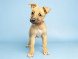 Shelter Stray Female Dog last seen A26-105988, 5501 E Van Buren St, Phoenix, AZ 85008, USA