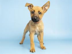 Shelter Stray Female Dog last seen A26-105988, 5501 E Van Buren St, Phoenix, AZ 85008, USA