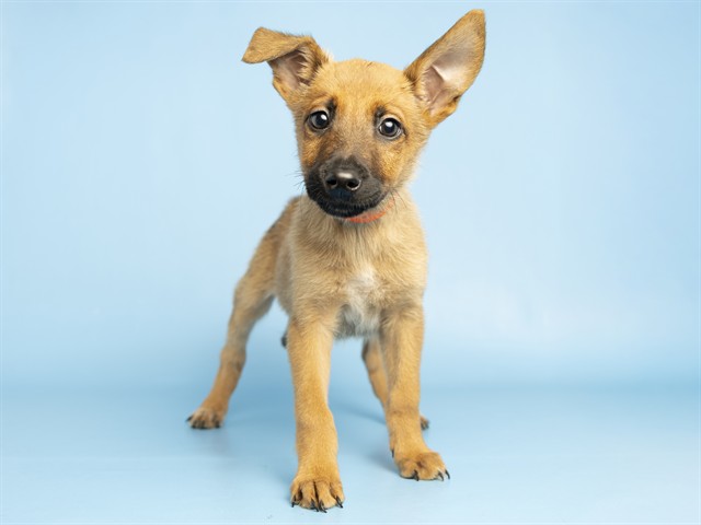 Shelter Stray Female Dog last seen A26-105988, 5501 E Van Buren St, Phoenix, AZ 85008, USA