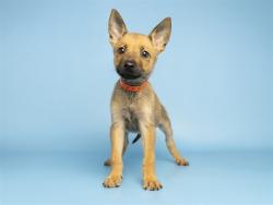 Shelter Stray Female Dog last seen A26-105988, 5501 E Van Buren St, Phoenix, AZ 85008, USA