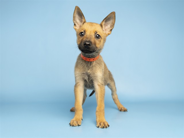 Shelter Stray Female Dog last seen A26-105988, 5501 E Van Buren St, Phoenix, AZ 85008, USA