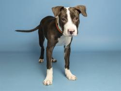 Shelter Stray Male Dog last seen 24TH & POLK, 5501 E Van Buren St, Phoenix, AZ 85008, USA