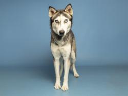 Shelter Stray Female Dog last seen FAIRMONT AVE / 28TH ST INTERSECTION BEHIND AVALON APARTMENTS, 5501 E Van Buren St, Phoenix, AZ 85008, USA