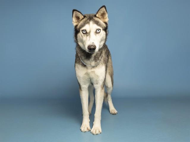 Shelter Stray Female Dog last seen FAIRMONT AVE / 28TH ST INTERSECTION BEHIND AVALON APARTMENTS, 5501 E Van Buren St, Phoenix, AZ 85008, USA