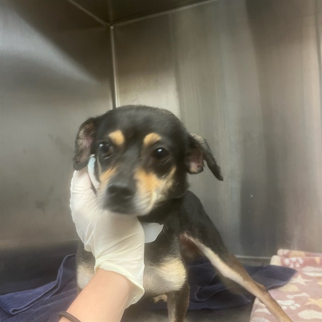 Shelter Stray Male Dog last seen 7TH ST / DUNLAP, 5501 E Van Buren St, Phoenix, AZ 85008, USA