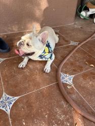 Reunited Male Dog last seen Wild Willow, El Paso, TX 79922