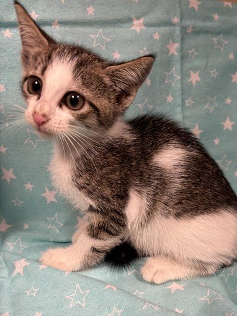 Shelter Stray Female Cat last seen , 232 Eslinger Way, Sanford, FL 32773, USA