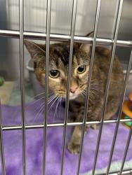Shelter Stray Female Cat last seen WILLOWBROOK/NIGHTHAWK, 6443 Oak Canyon, Irvine, CA 92618, USA