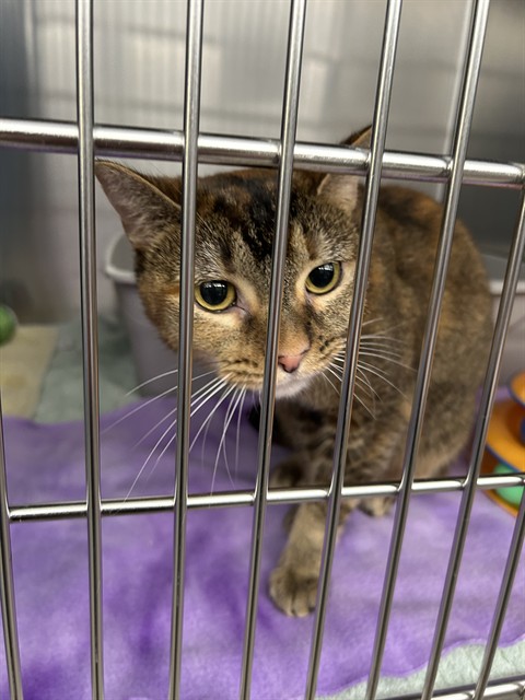 Shelter Stray Female Cat last seen WILLOWBROOK/NIGHTHAWK, 6443 Oak Canyon, Irvine, CA 92618, USA