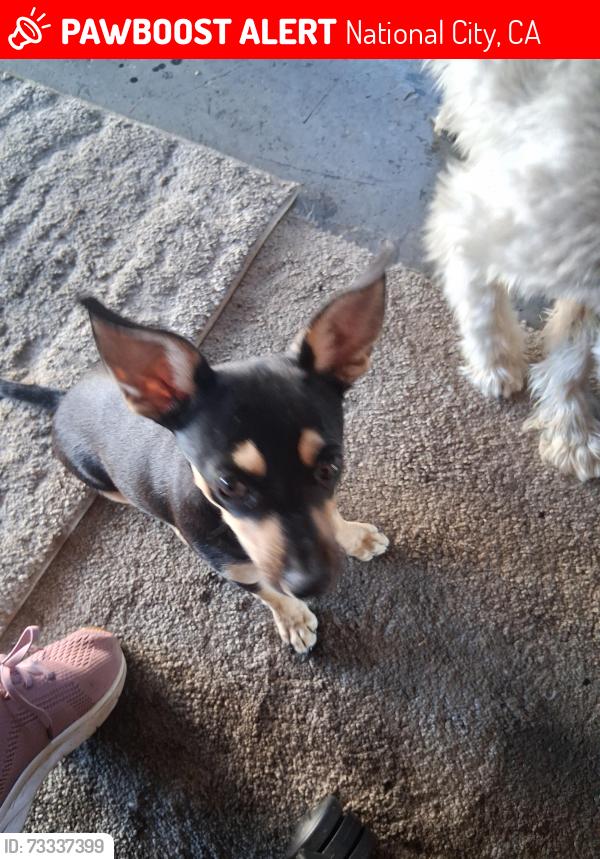 Found/Stray Male Dog last seen 24th st NATIONAL CITY, National City, CA 91950