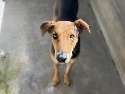 Shelter Stray Female Dog last seen , 957 N Gaffey St, San Pedro, CA 90731, USA