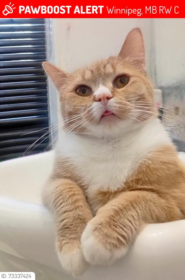 Lost Male Cat last seen Parr Street & Flora Ave, directly behind the Aboriginal Funeral Home., Winnipeg, MB R2W 5C6