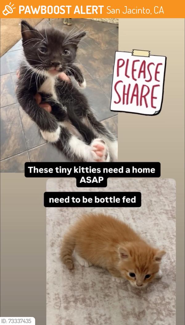 Found/Stray Unknown Cat last seen 7th and cawston, San Jacinto, CA 92583