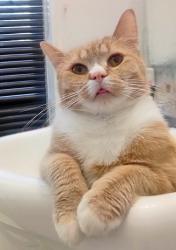 Lost Male Cat last seen Parr Street & Flora Ave, directly behind the Aboriginal Funeral Home., Winnipeg, MB R2W 5C6