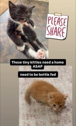 Found/Stray Unknown Cat last seen 7th and cawston, San Jacinto, CA 92583