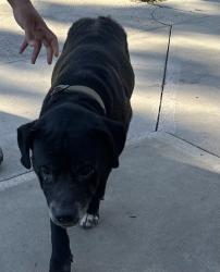 Shelter Stray Male Dog last seen , 957 N Gaffey St, San Pedro, CA 90731, USA