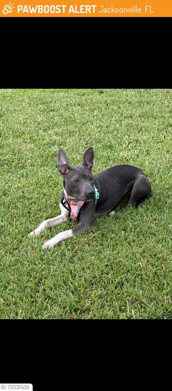 Found/Stray Female Dog last seen Near Bembridge Mill Dr, Jacksonville, FL 32244