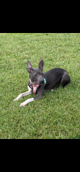 Found/Stray Female Dog last seen Near Bembridge Mill Dr, Jacksonville, FL 32244