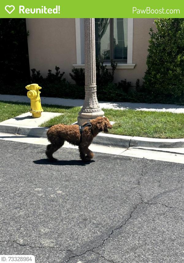 Reunited Unknown Dog last seen Encanto, Irvine, CA 92637