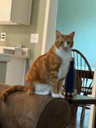 Reunited Male Cat last seen Near Oxborough Way, Johns Creek, GA 30005